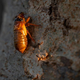 A newly-emerged Brood X cicada